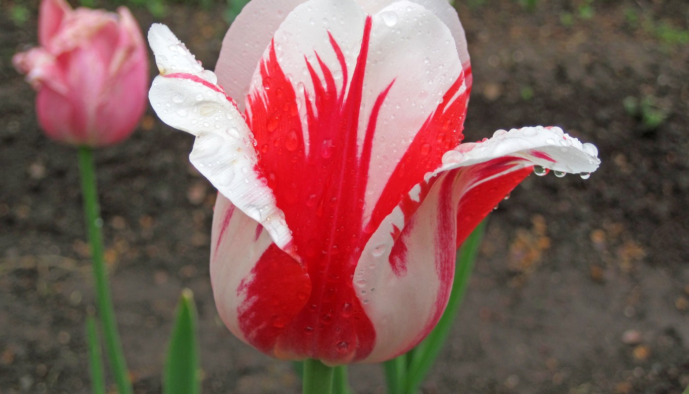 Festivalul Lalelelor Olanda 2024: Ultimative Reiseführer und Tipps für Besuch und Veranstaltungen