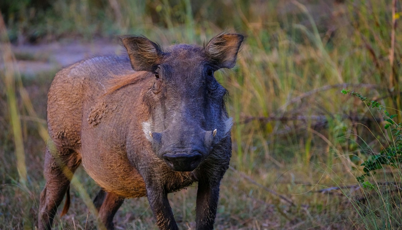 Keine neuen ASP-Fälle seit Februar: Rückblick auf den Ausbruch im Rheingau-Taunus-Kreis Keine neuen ASP-Fälle seit Februar: Rückblick auf den Ausbruch im Rheingau-Taunus-Kreis