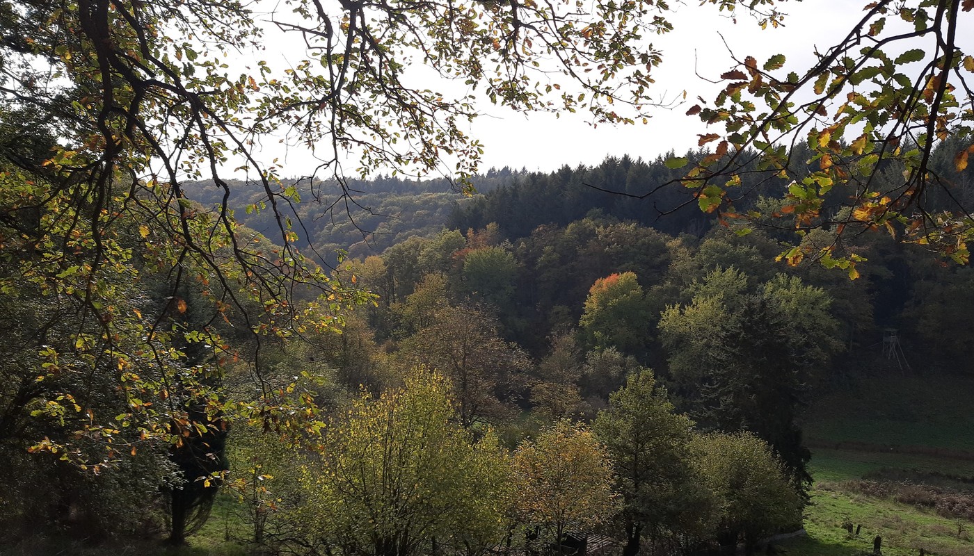 Neuer Rundweg in Rauenthal verbindet Ortskern, Weinberge und Streuobstwiesen